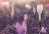 A close-up photograph of crocuses emerging from the earth.