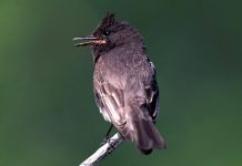 A photograph of the bird "black phoebe" on a twig against a green background.
