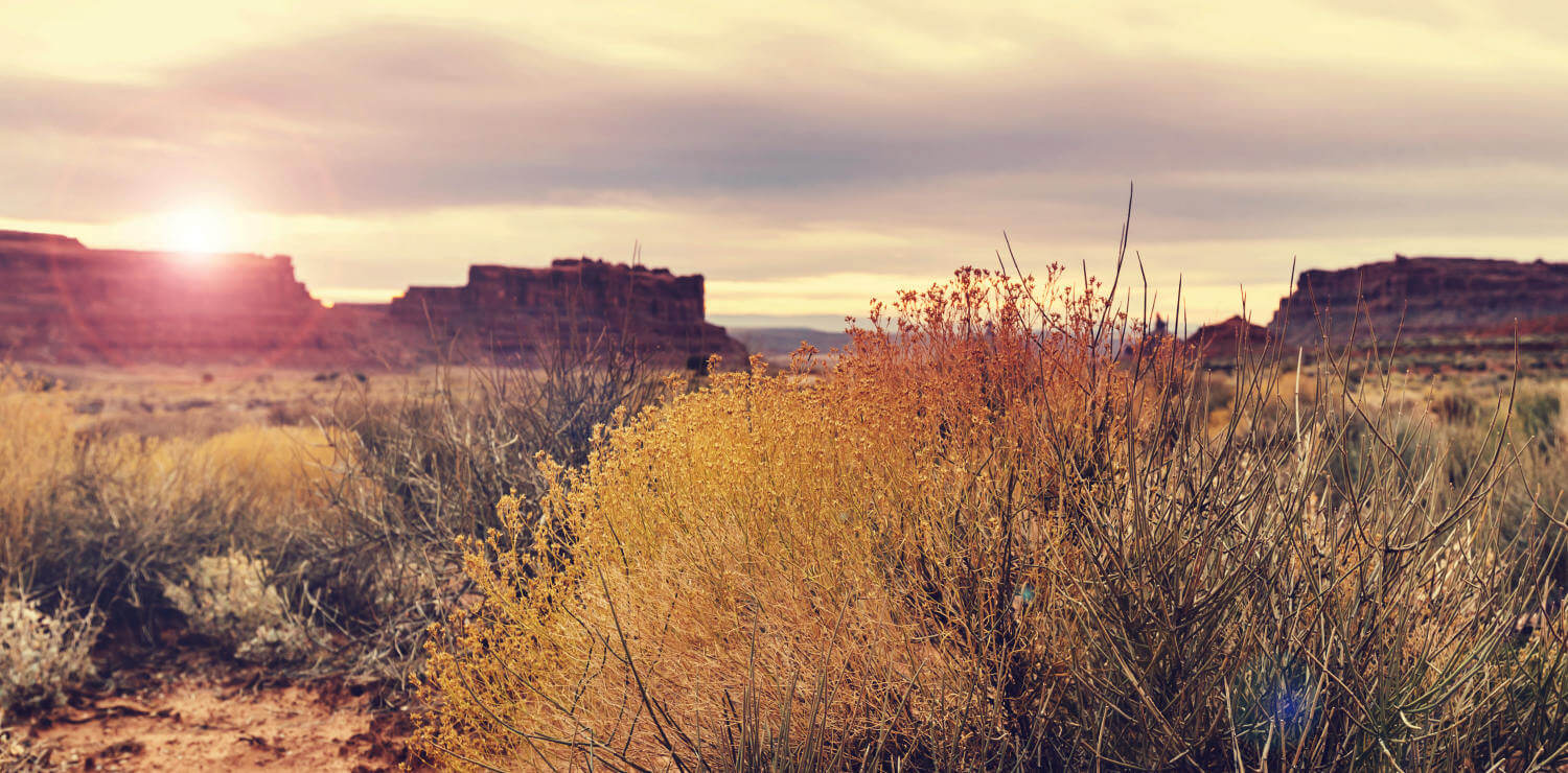 A landscape view across the American Southwest showing brush in the foreground and a mesa in the distance. The sun is just visible over the mesa.