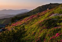 A mountain landscape photograph. The mountain in the foreground is sprinkled with bright red flowers.