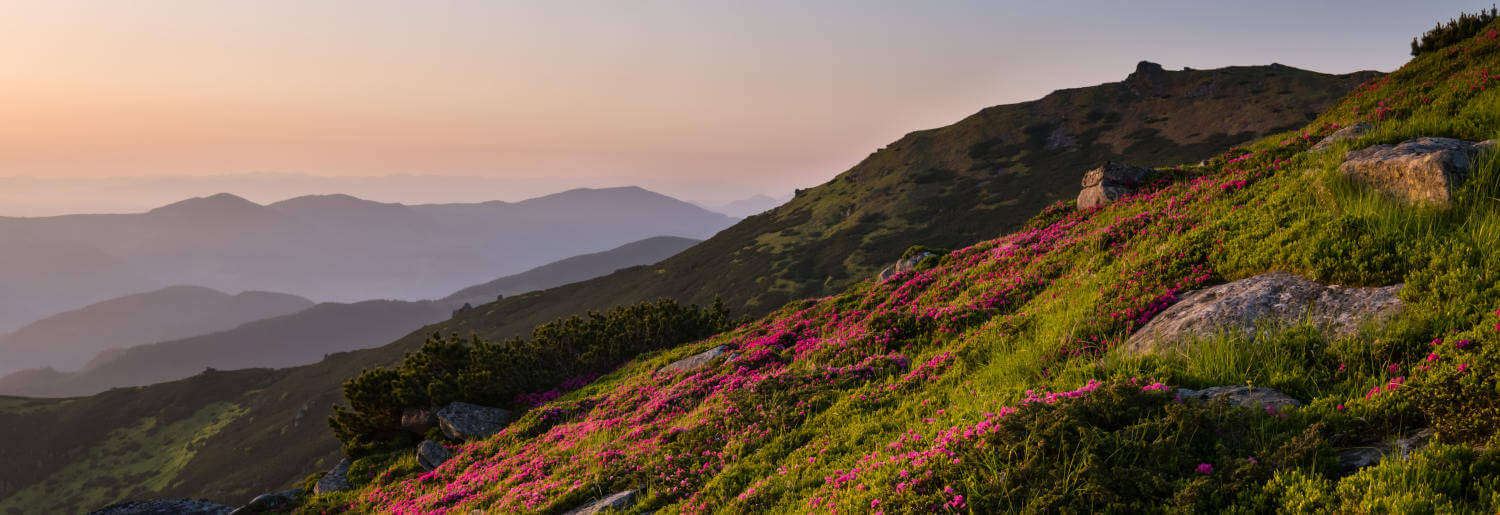 A mountain landscape photograph. The mountain in the foreground is sprinkled with bright red flowers.