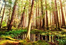 A photo of a swampy swath of forest, showing water and tree trunks.