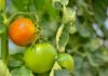 A photo showing a close-up of three tomatoes on the vine with other tomato plants blurred in the background.
