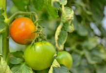 A photo showing a close-up of three tomatoes on the vine with other tomato plants blurred in the background.